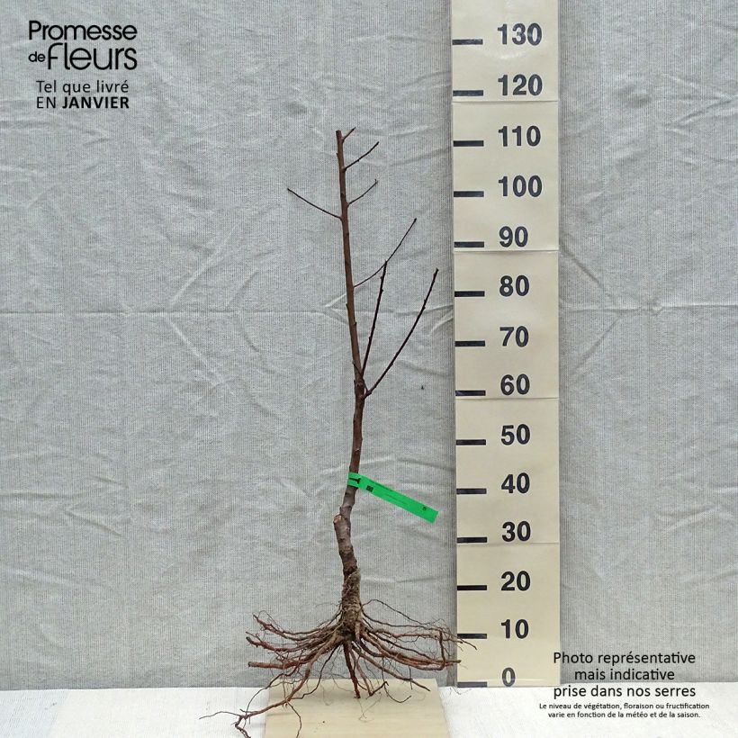 Spécimen de Pêcher Charles Ingouf - Prunus persica Racines nues, Scion tel que livré en hiver