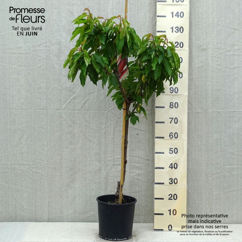 Example of Pêcher Dixired Pot de 7,5L/10L, Gobelet as you get in printemps