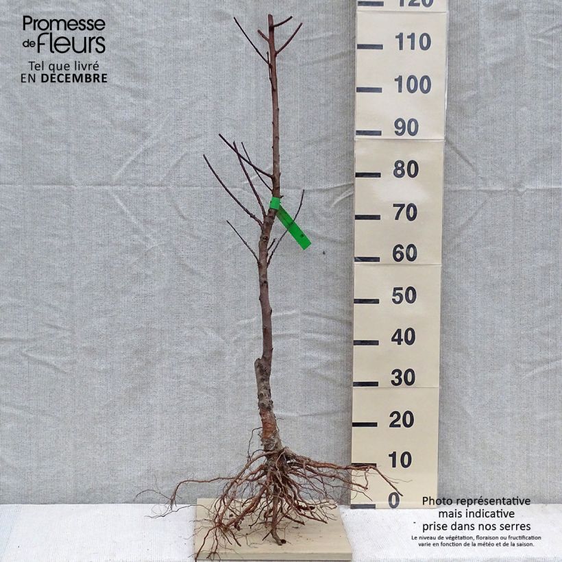 Spécimen de Pêcher Grosse Mignonne Bio Racines nues, Scion tel que livré en hiver