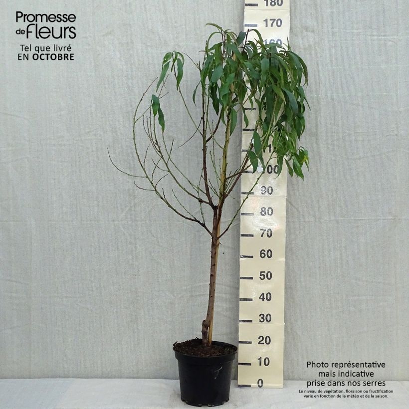 Spécimen de Pêcher Grosse Mignonne  Pot de 7,5L/10L, Gobelet tel que livré en automne