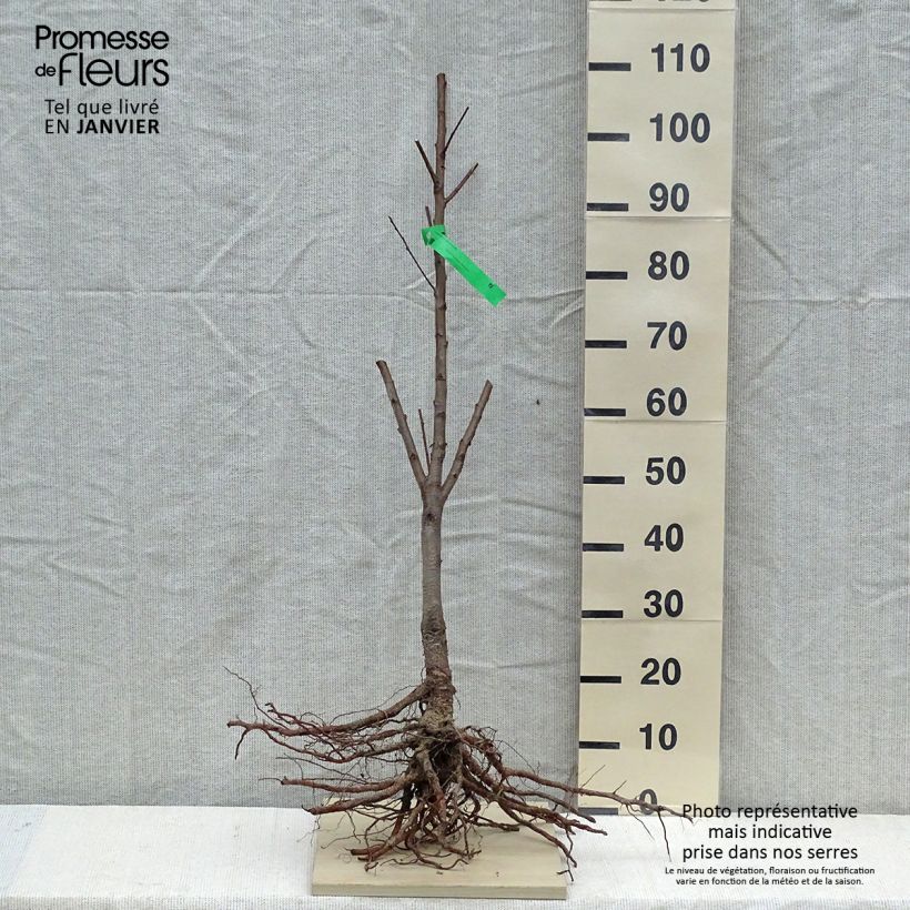 Spécimen de Pêcher Jalousia Racines nues, Scion tel que livré en hiver