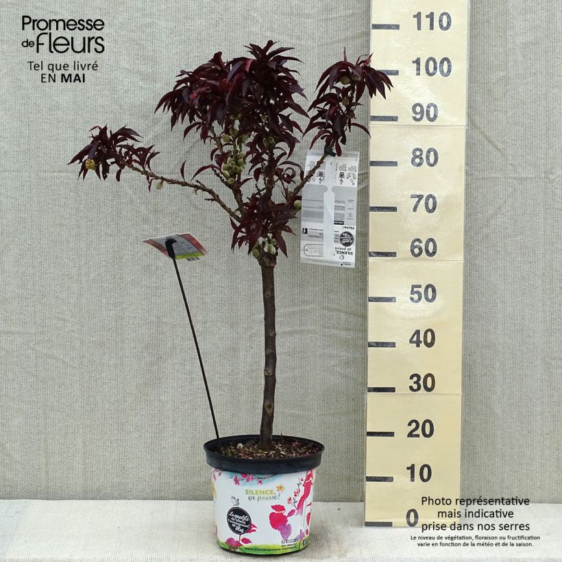 Spécimen de Pêcher - Prunus persica Nain Crimson Bonfire Pot de 6L/7L, 1/4 de tige, Tige de 40 cm tel que livré au printemps