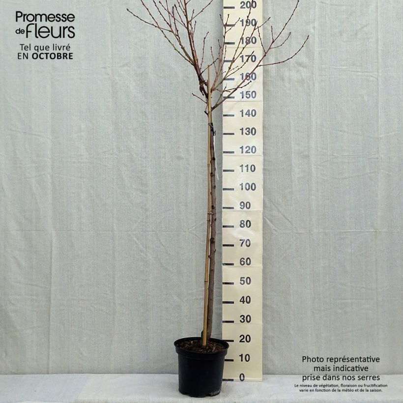 Spécimen de Pêcher Redhaven Pot de 7,5L/10L, Demi-Tige tel que livré en automne