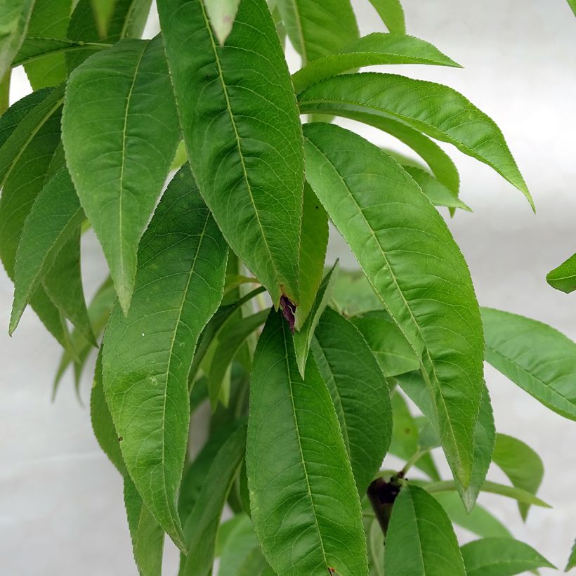 Pêcher Redhaven (Foliage)