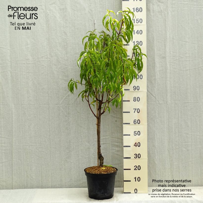 Example of Pêcher Redhaven Pot de 7,5L/10L, Gobelet as you get in printemps