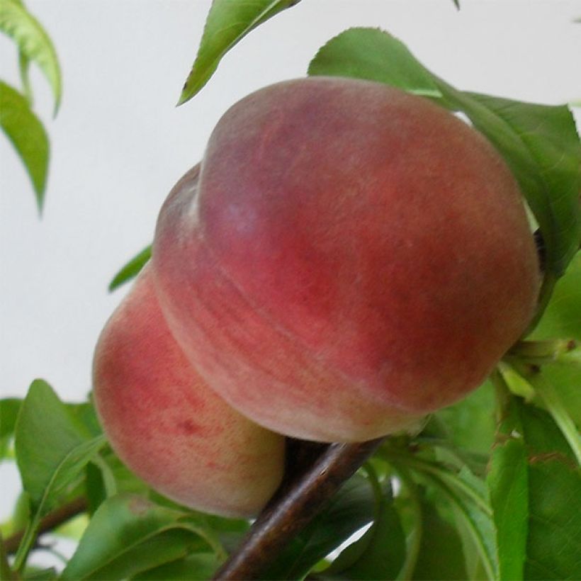 Pêcher Robin (Récolte)