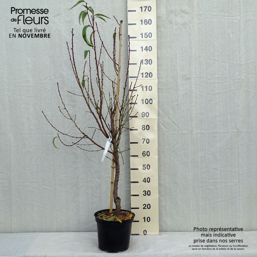 Spécimen de Pêcher Sanguine vineuse Pot de 7,5L/10L, Gobelet tel que livré en automne