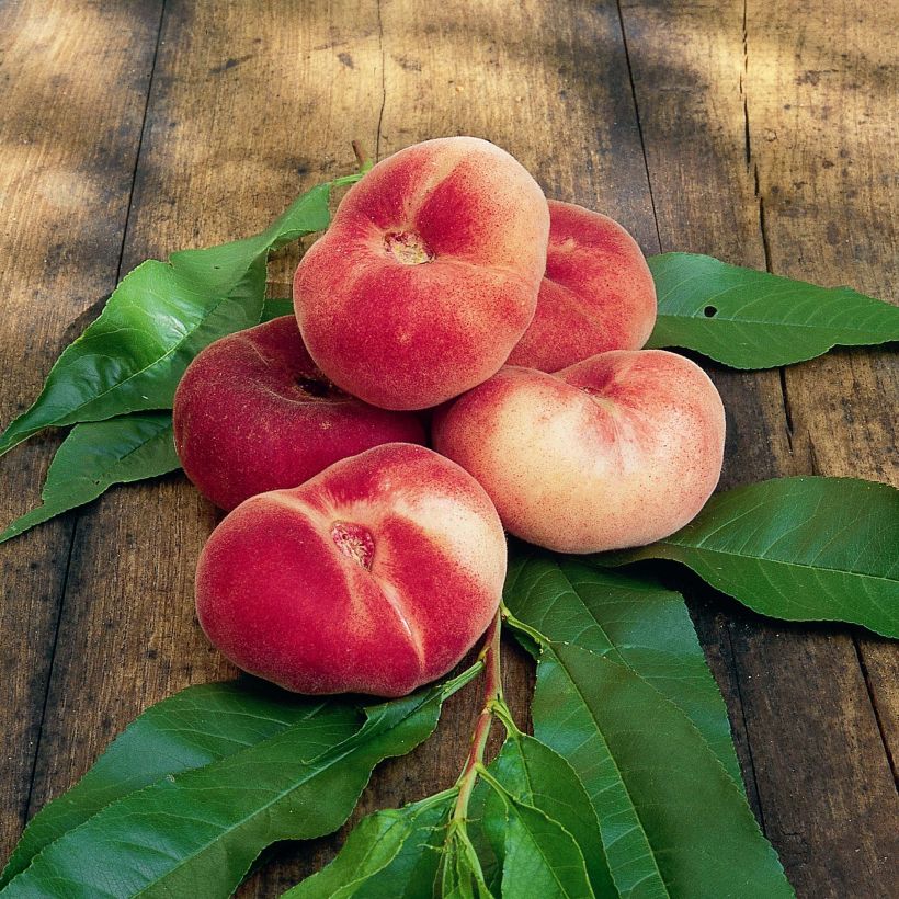 Pêcher Saturne (pêche plate) - Georges Delbard (Harvest)