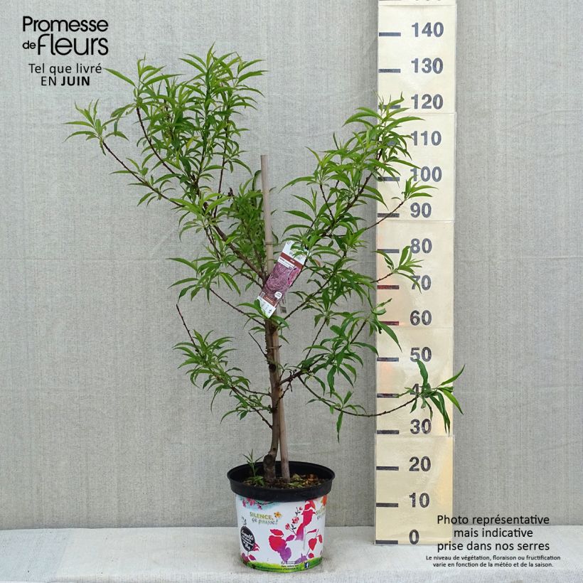 Example of Pêcher à fleurs - Prunus persica Taoflora Pink Pot de 7,5L/10L, Baliveau as you get in printemps