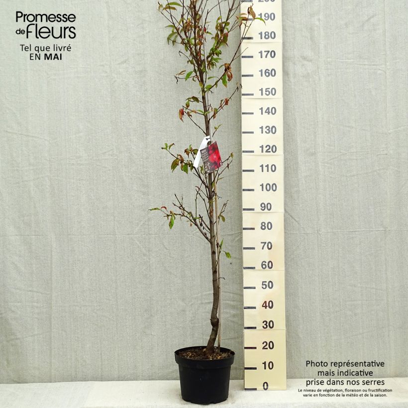 Example of Pêcher à fleurs - Prunus persica Taoflora Red Pot de 7,5L/10L, Baliveau as you get in printemps