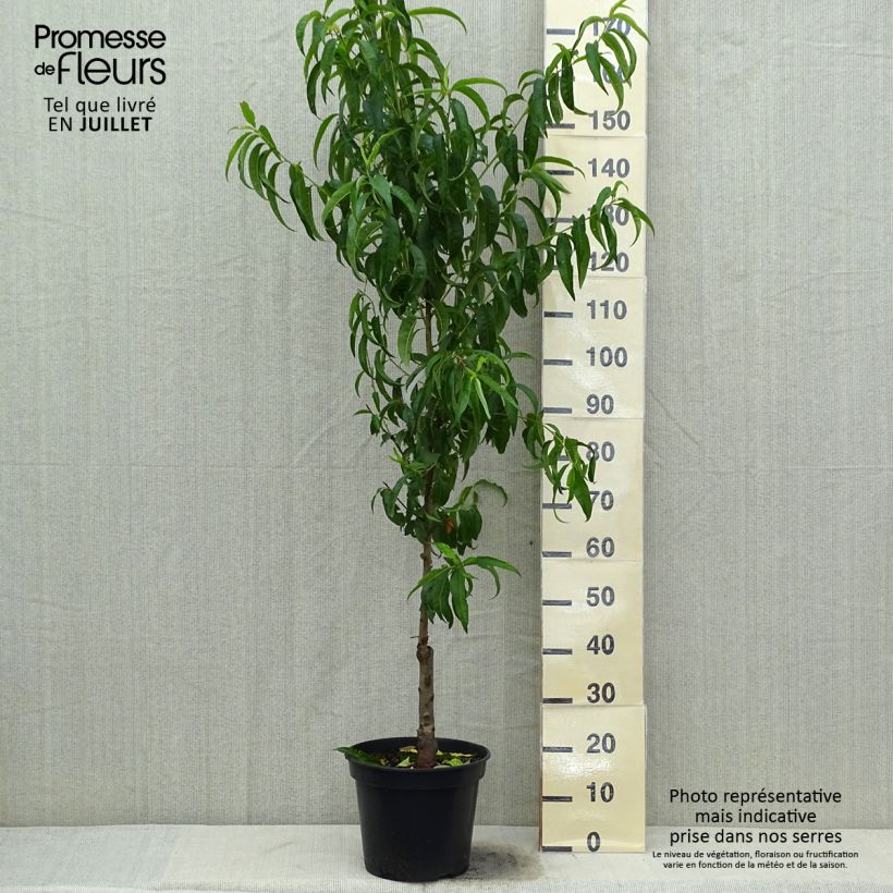 Spécimen de Pêcher de Vigne blanche - Pêche de vigne Pot de 7,5L/10L, Gobelet tel que livré en été