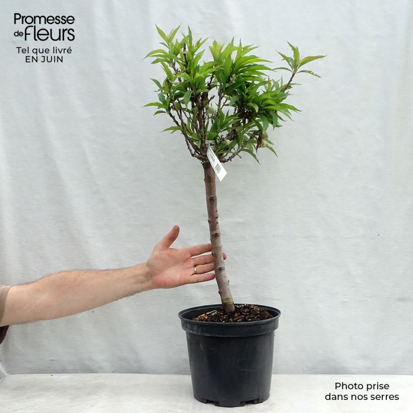 Spécimen de Pêcher nain Amber Pix Zee  Pot de 6L/7L, 1/4 de tige, Tige de 40 cm tel que livré en été