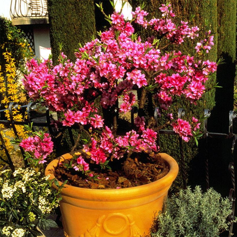 Pêcher nain Diamond Zaipevi (Plant habit)