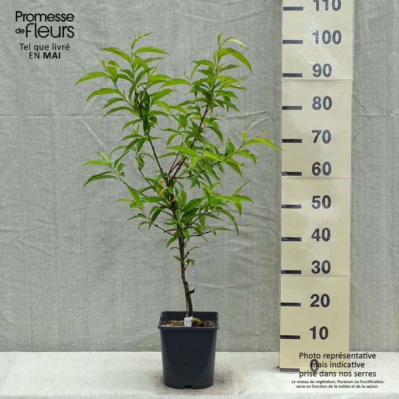 Example of Pêcher nain Fruit Me Peach Me Red Pot de 4L/5L, Nain as you get in printemps