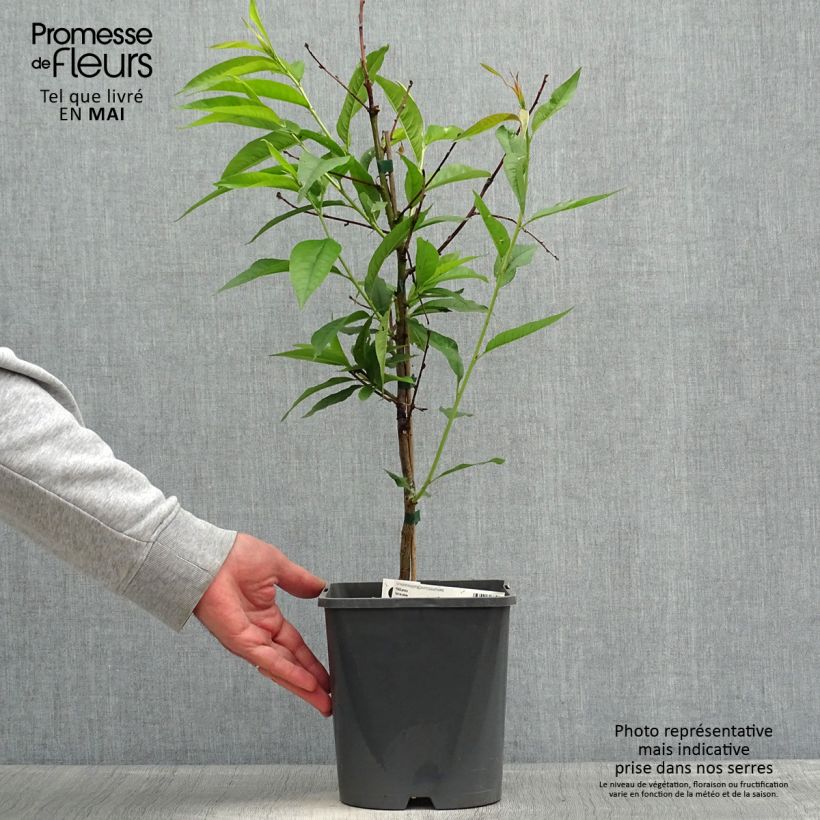 Example of Pêcher nain Fruit Me Peach Me Yellow Pot de 4L/5L, Nain as you get in printemps