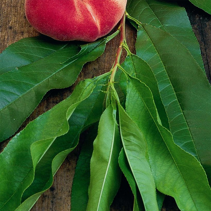 Pêcher nain Fruit Me Peach Me Donut (Foliage)