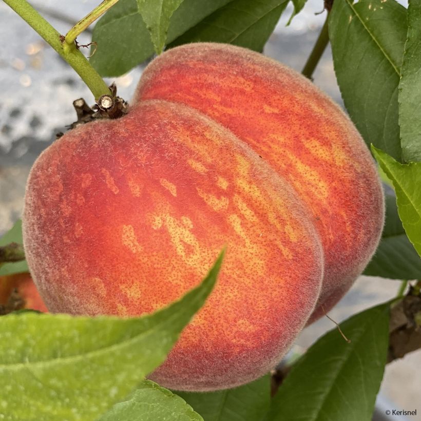 Pêcher nain Fruit Me Peach Me Red (Harvest)