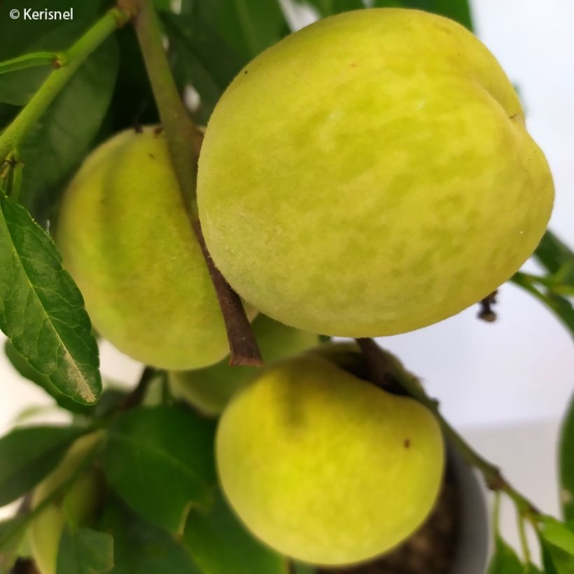 Pêcher nain Ice Peach  (Harvest)