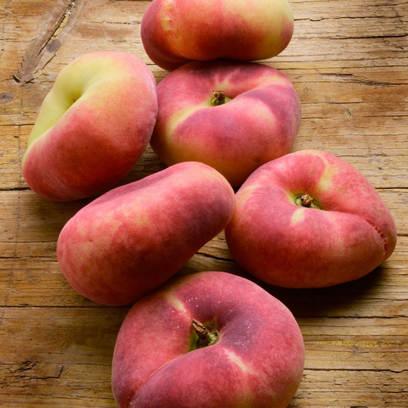 Pêcher Platicarpa bianca - Pêche plate blanche (Harvest)