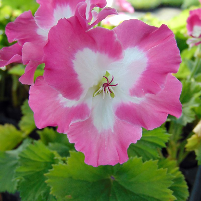 Pelargonium Bermuda Pink - Géranium des fleuristes (Flowering)