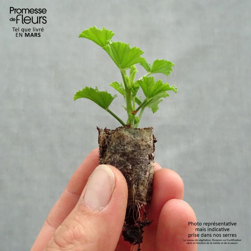 Example of Pelargonium Angel Eyes Bicolor Purple White Mini-motte Ø 1,5/2,5 cm as you get in printemps