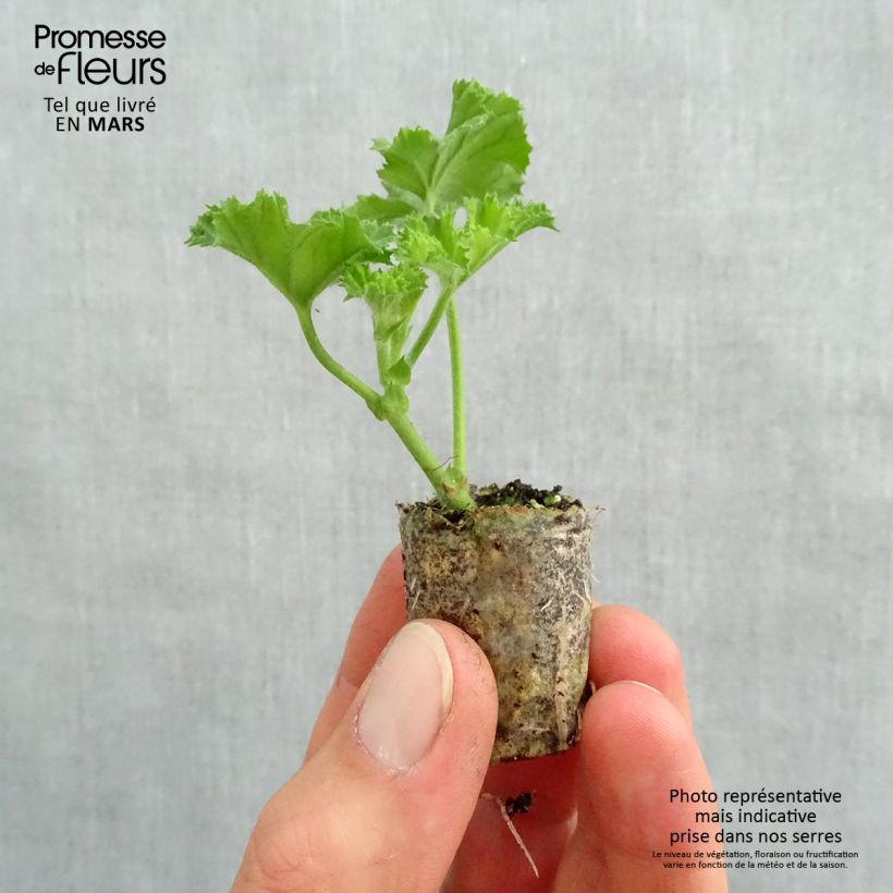 Spécimen de Pelargonium - Géranium Angel's Perfume Mini-motte Ø 3/4 cm, Plant vert de 5 à 10 cm de haut tel que livré au printemps