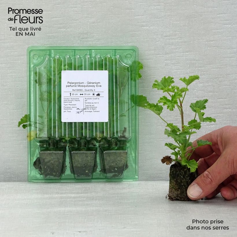 Spécimen de Pelargonium Mosquitaway Eva Mini-motte Ø 3/4 cm, Plant vert de 5 à 10 cm de haut tel que livré au printemps