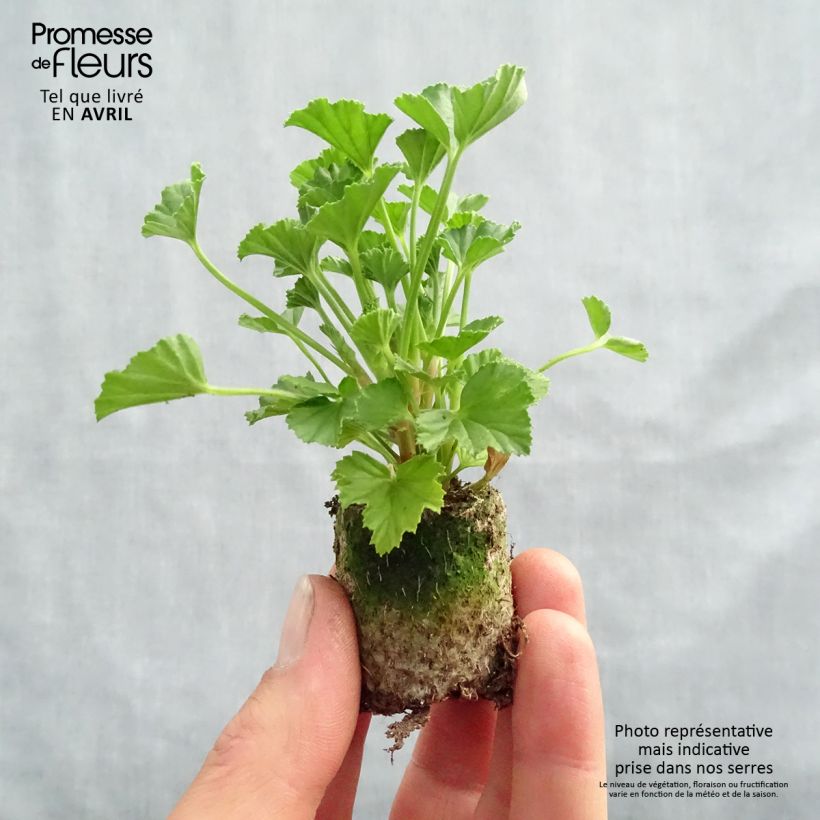 Example of Pelargonium - Géranium parfumé Mosquitaway Lizzy Mini-motte Ø 3/4 cm, Plant vert de 5 à 10 cm de haut as you get in printemps