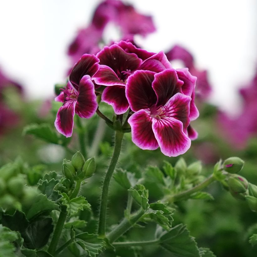 Pelargonium - Géranium parfumé Mosquitaway Megan (Floraison)