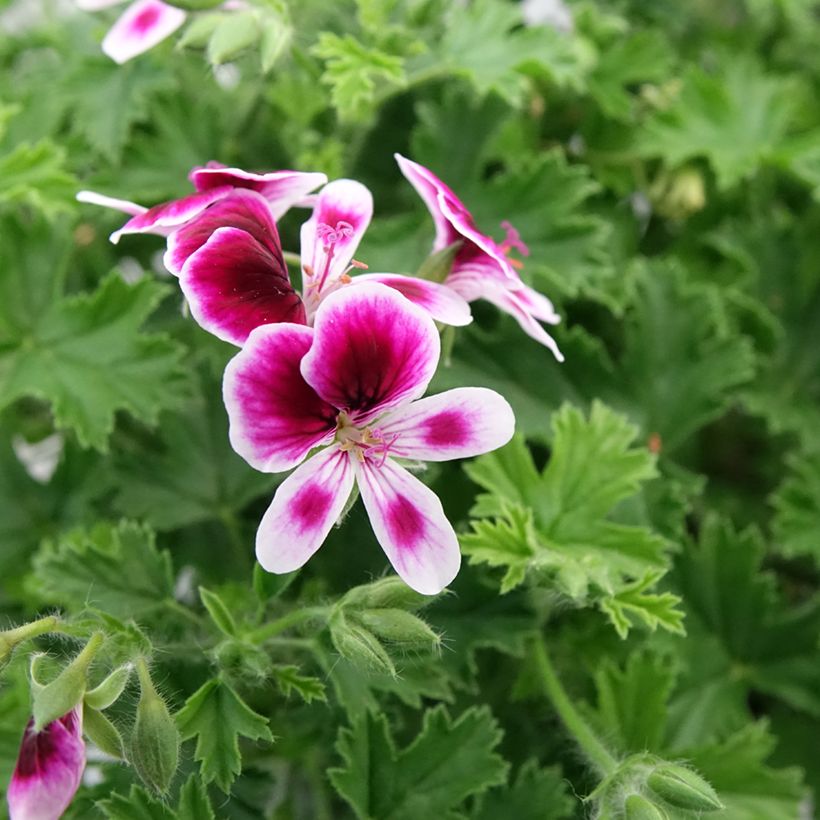 Pelargonium Mosquitaway Eva (Floraison)