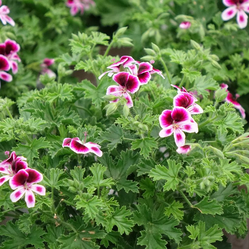 Pelargonium Mosquitaway Eva (Port)