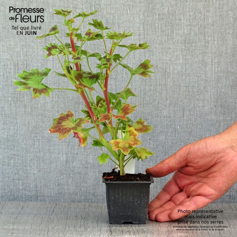 Spécimen de Géranium zonale Stellar Bird Dancer - Géranium  Godet de 8/9 cm tel que livré au printemps