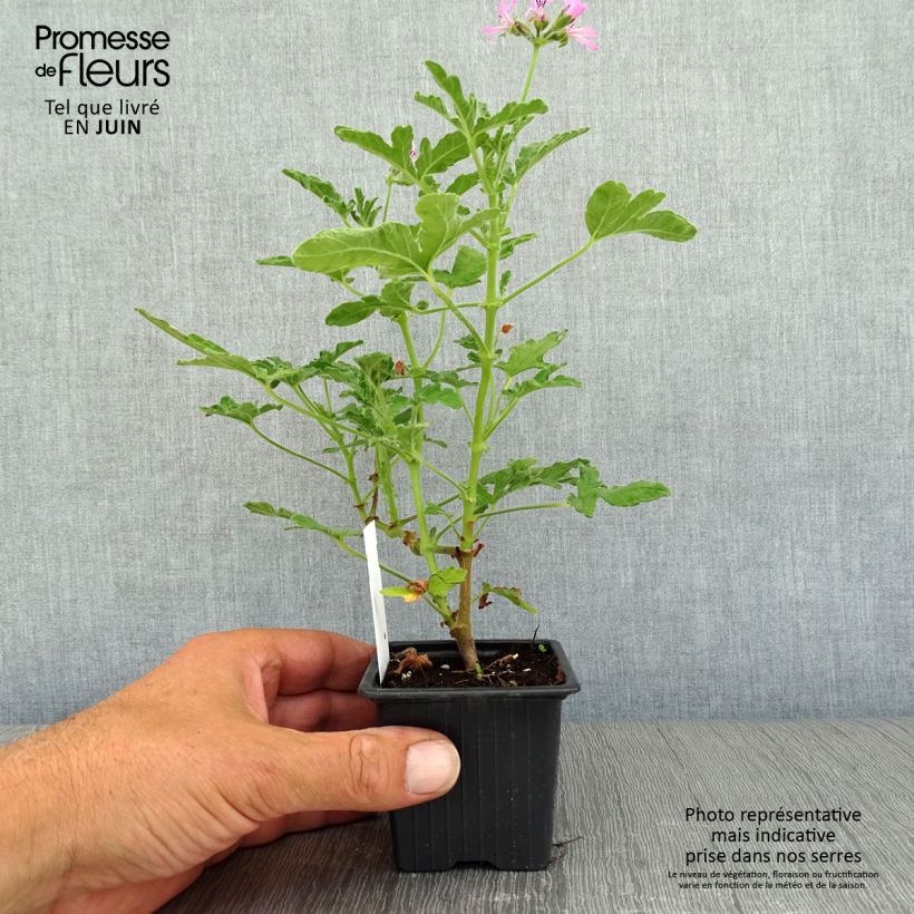 Spécimen de Pelargonium odorant Brunswick - Géranium parfum lavande Godet de 8/9 cm tel que livré en été