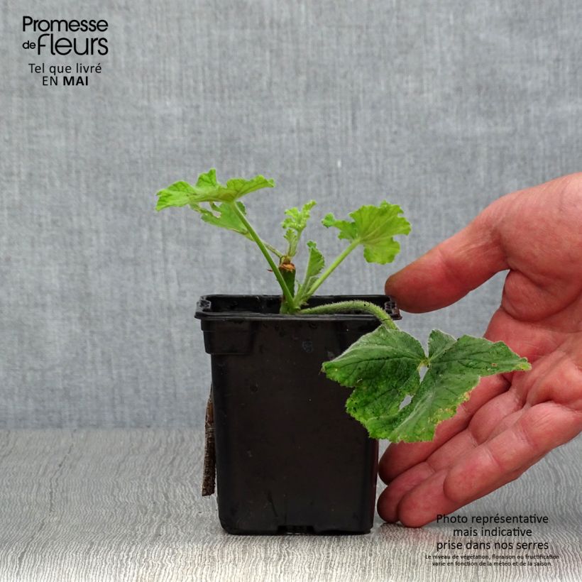 Spécimen de Pélargonium odorant Chocolate - Géranium d'odeur au parfum de menthe Godet de 7/8 cm tel que livré au printemps
