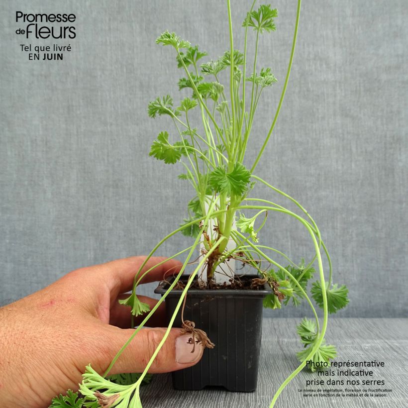 Spécimen de Pelargonium odorant Deerwood Lavender - Géranium parfum lavande Godet de 8/9 cm tel que livré au printemps