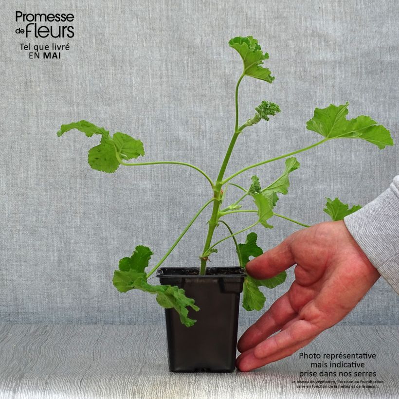 Spécimen de Pélargonium odorant Endsleigh - géranium d'odeur au parfum poivré. Godet de 7/8 cm tel que livré au printemps