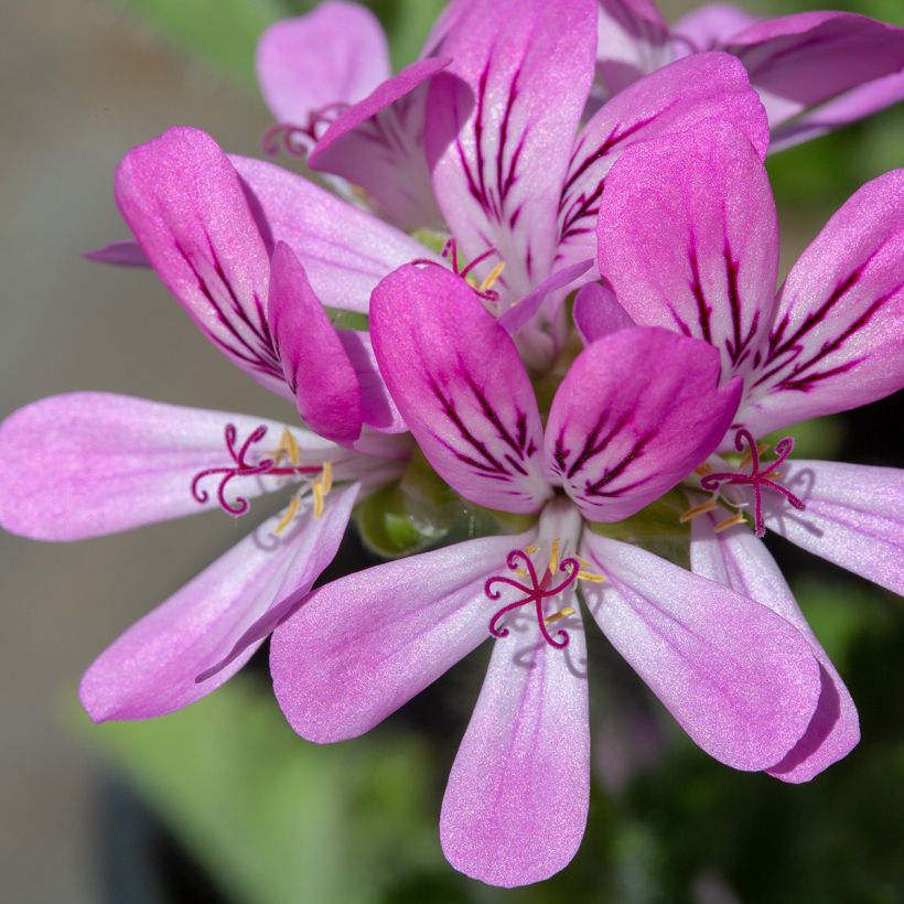 Pelargonium odorant Pink Capricorn - Géranium parfum rose coriandre (Flowering)