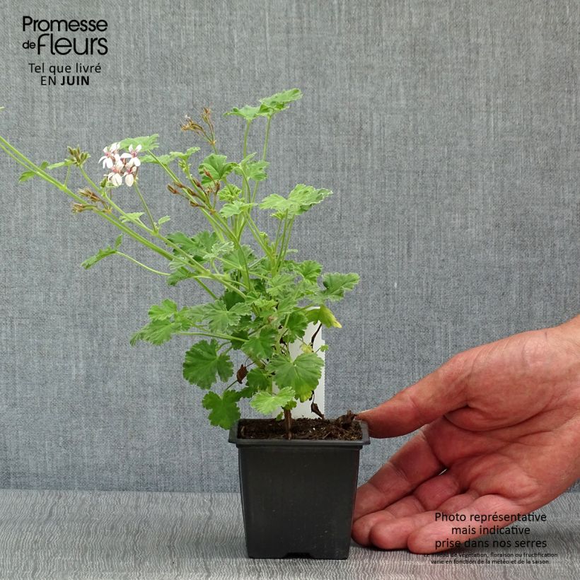 Spécimen de Pelargonium odorant fragrans Variegatum - Géranium parfum pin maritime Godet de 8/9 cm tel que livré au printemps