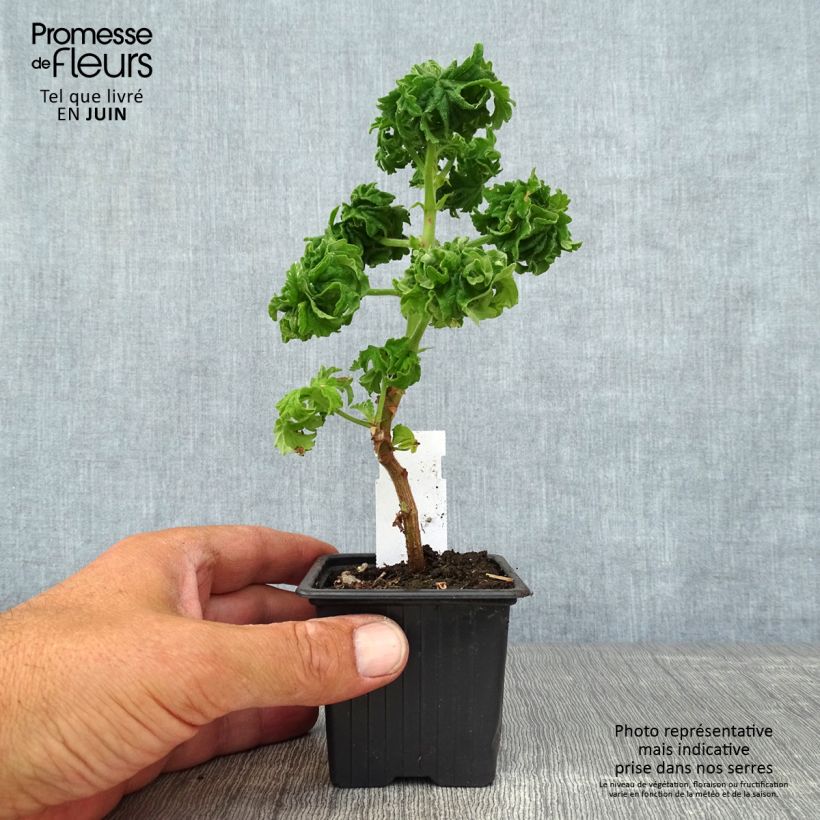 Spécimen de Pelargonium odorant graveolens Bontrosaï - Géranium parfum rose citron Godet de 8/9 cm tel que livré en été
