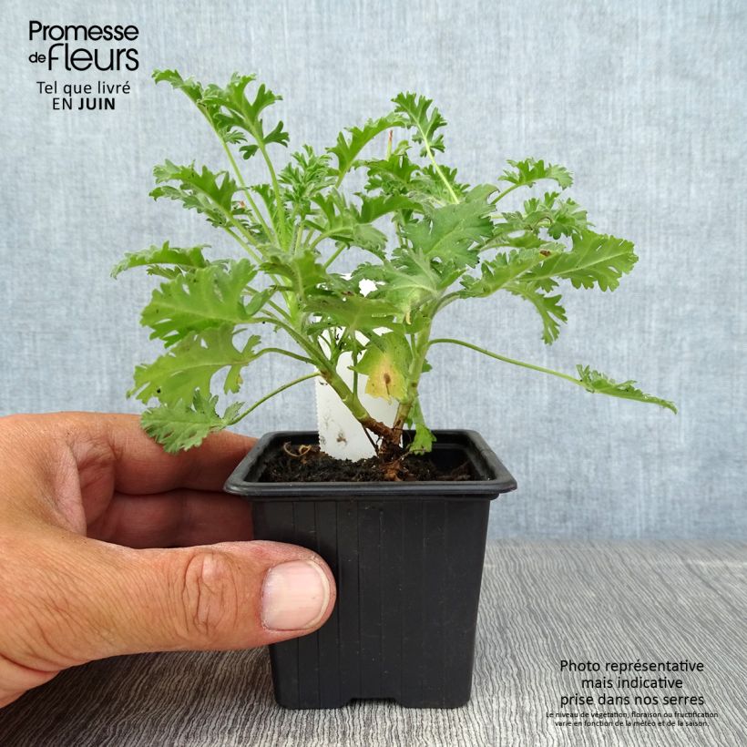 Spécimen de Pelargonium odorant ionidiflorum - Géranium botanique Godet de 8/9 cm tel que livré en été