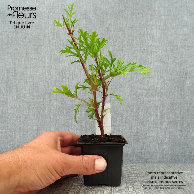 Spécimen de Pelargonium odorant pseudoglutinosum - Géranium botanique parfum balsamique Godet de 8/9 cm tel que livré en été