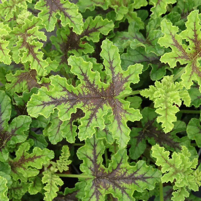 Pelargonium odorant quercifolium Royal Oak - Géranium au parfum balsamique (Feuillage)