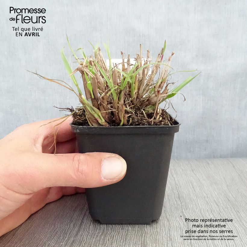 Example of Pennisetum orientale - Herbe aux écouvillons  Godet de 8/9 cm as you get in printemps