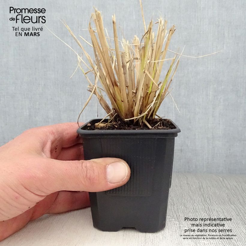 Example of Pennisetum Windy Simonette - Herbe aux écouvillons Godet de 8/9 cm as you get in printemps