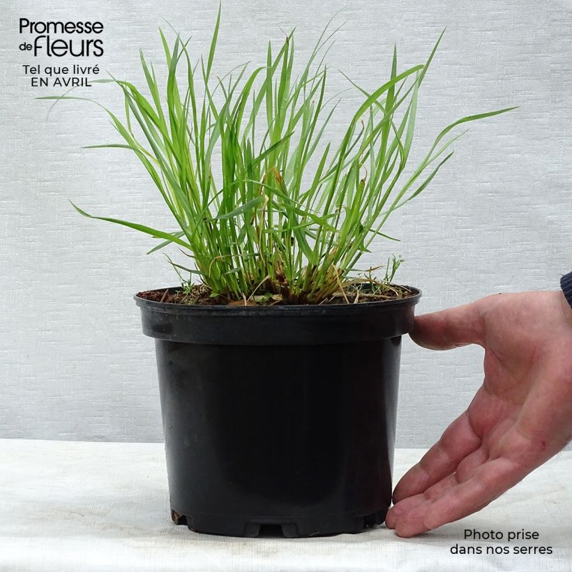 Example of Pennisetum alopecuroïdes Moudry - Herbe aux écouvillons Pot de 2L/3L as you get in printemps