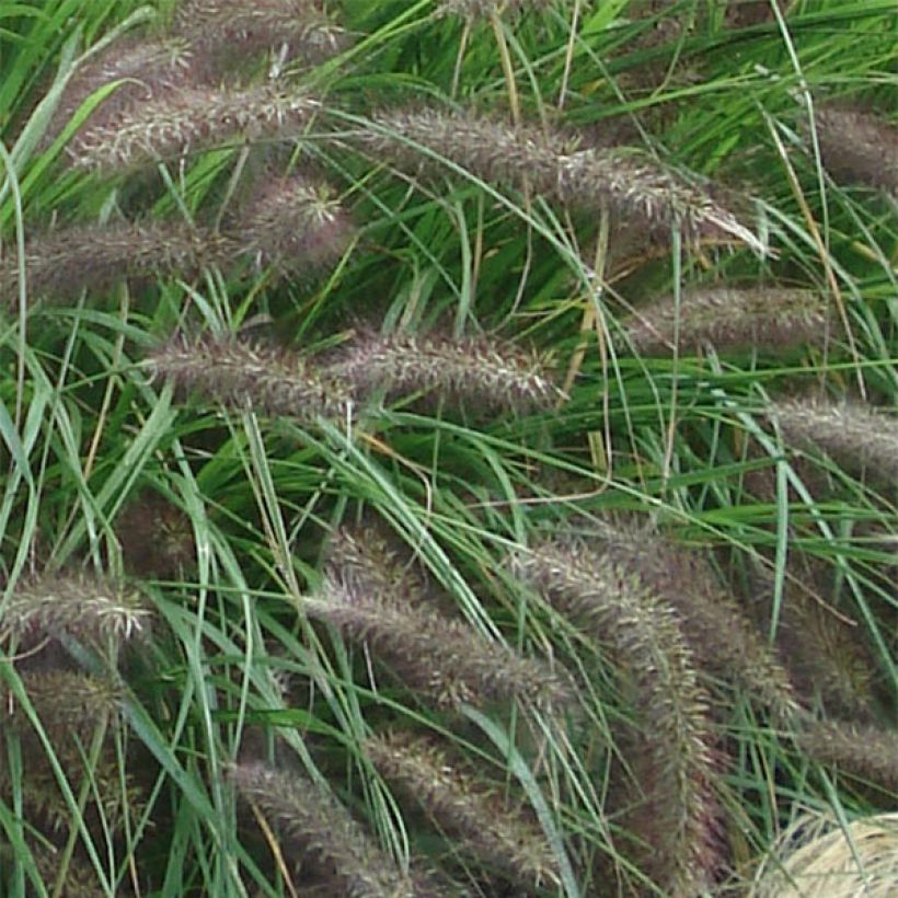 Pennisetum alopecuroïdes f. viridescens - Herbe aux écouvillons (Flowering)