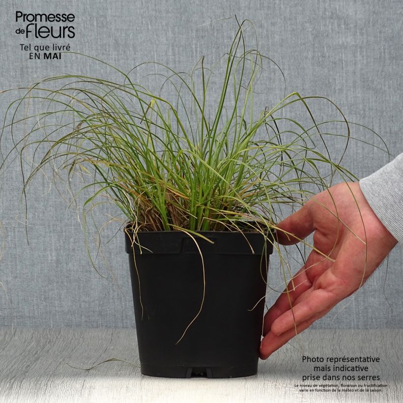 Example of Pennisetum alopecuroides Gelbstiel - Herbe aux écouvillons  Pot de 2L/3L as you get in printemps