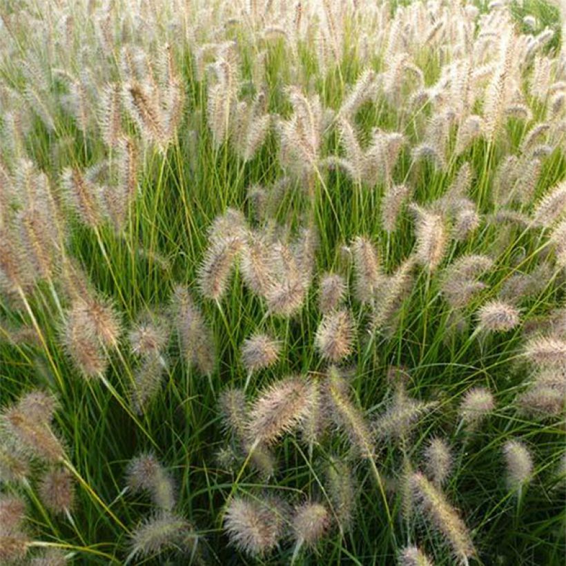 Pennisetum alopecuroides Goldstrich - Herbe aux écouvillons (Flowering)