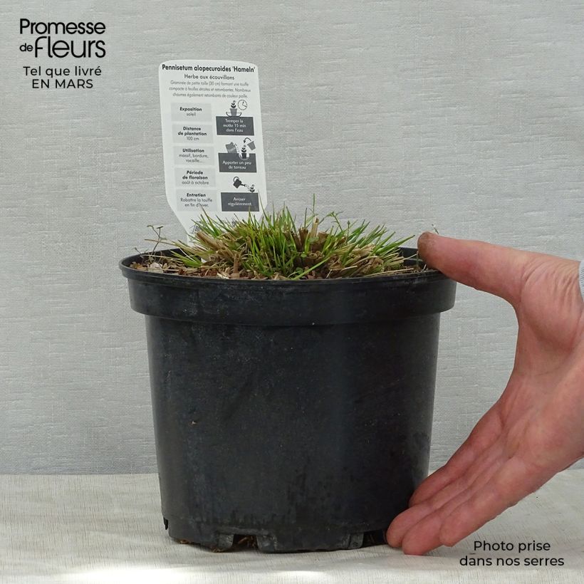 Example of Pennisetum alopecuroides Hameln - Herbe aux écouvillons Pot de 3L/4L as you get in printemps