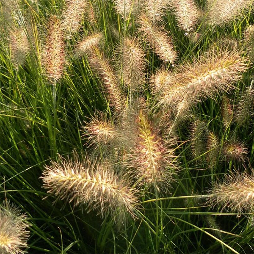 Pennisetum alopecuroides Hameln - Herbe aux écouvillons (Flowering)